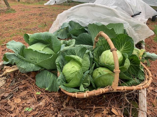 fall cabbage harvest