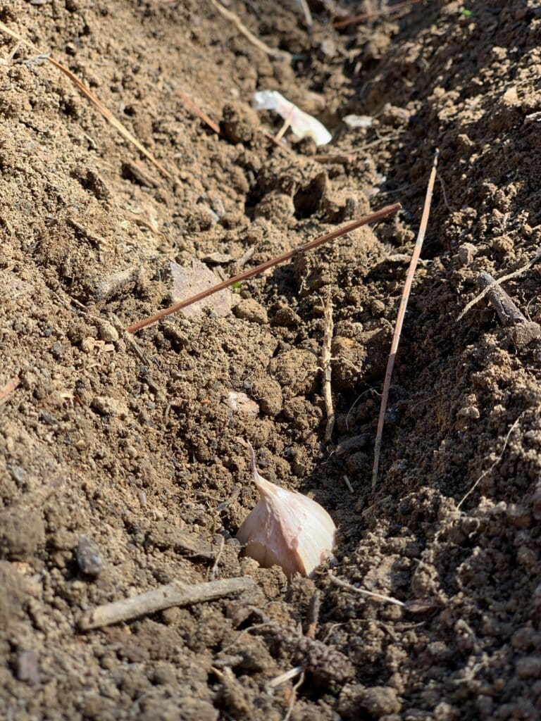 garlic planted