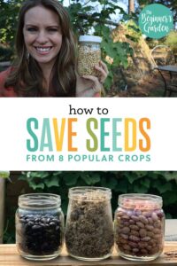 How to Save Seed From 8 Popular Crops