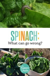 Spinach: What Can Go Wrong