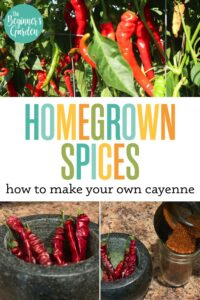 Homegrown Spices: How To Grow Your Own Cayenne Pepper