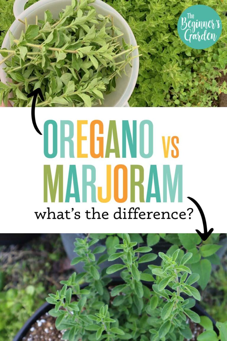 Oregano vs. Marjoram