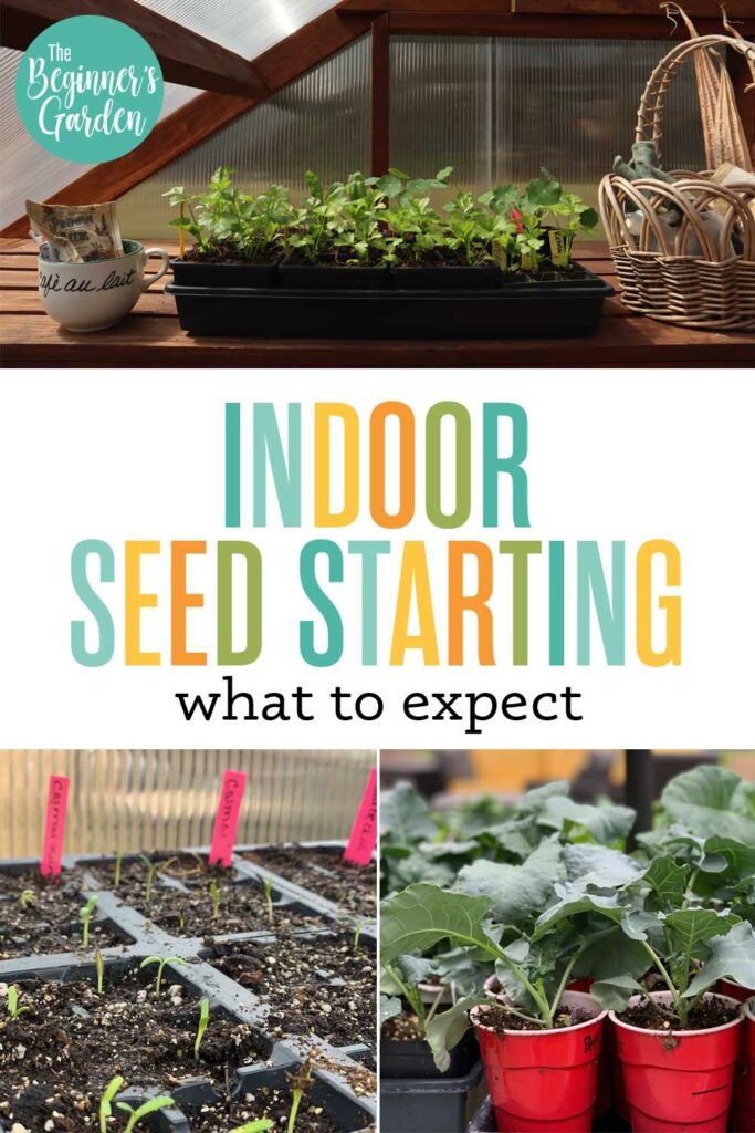 what to expect with indoor seed starting.