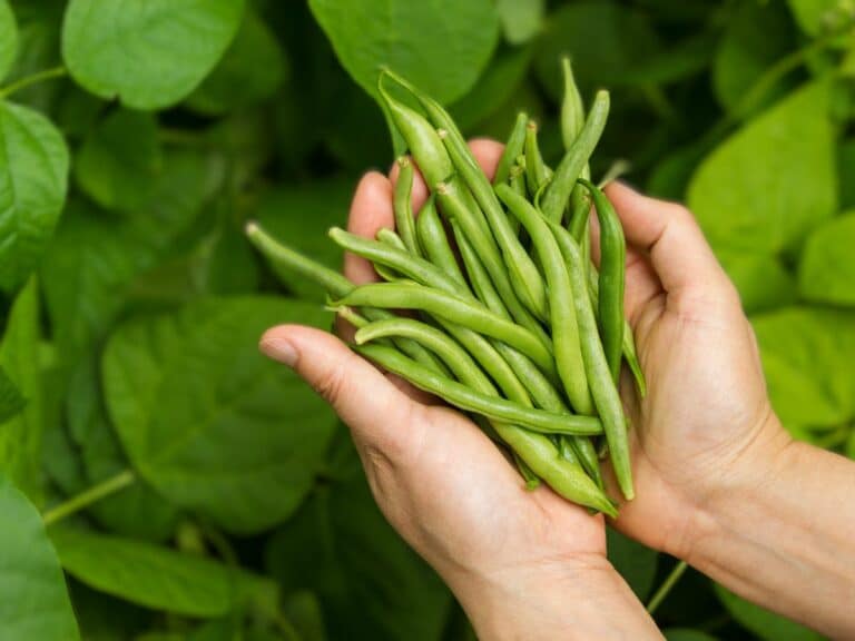 warm season seeds: don't start these 5 seeds indoors