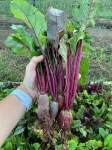 beets