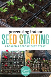 Prevent Indoor Seed Starting Problems Before They Start