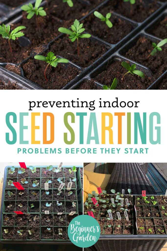 prevent indoor seed starting problems