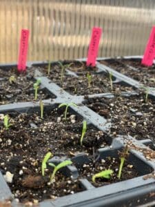 indoor seed starting problems