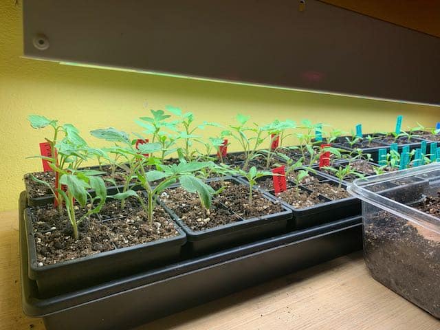 leggy seedlings
