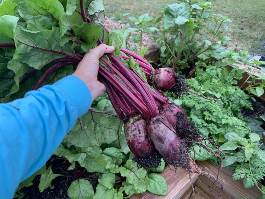 year-long fresh food beets from garden