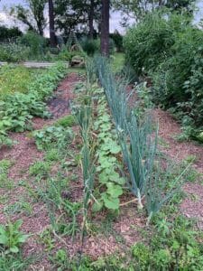 onions and okra companion planting