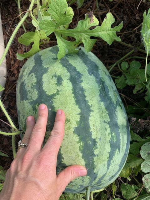 year-long fresh food watermelon from garden