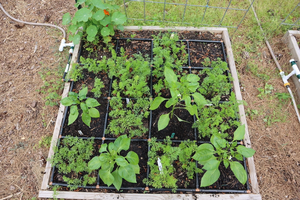 carrots and peppers companion planted