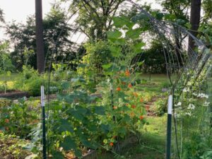 cucumbers and Nasturtiums