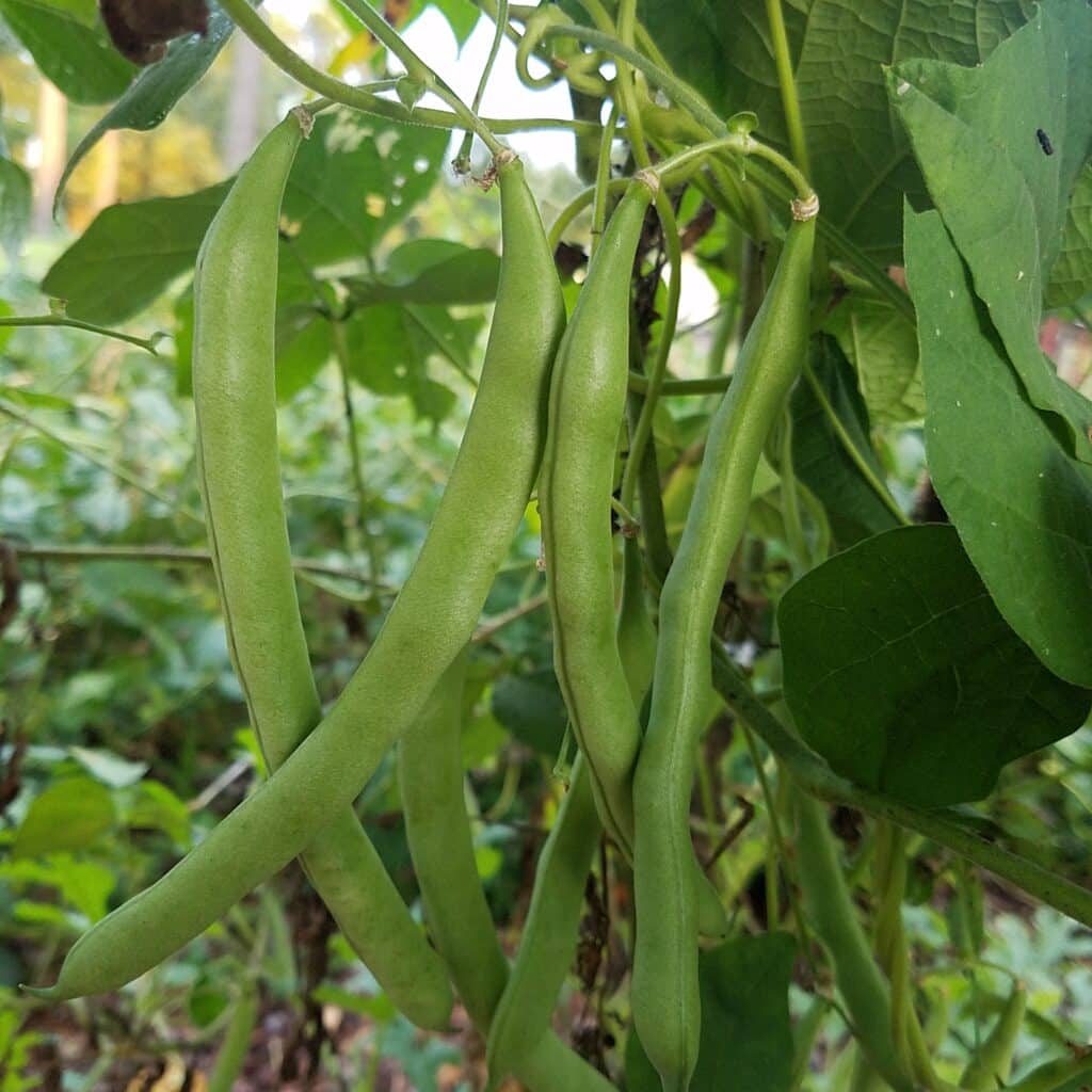 green beans - best crop for beginners