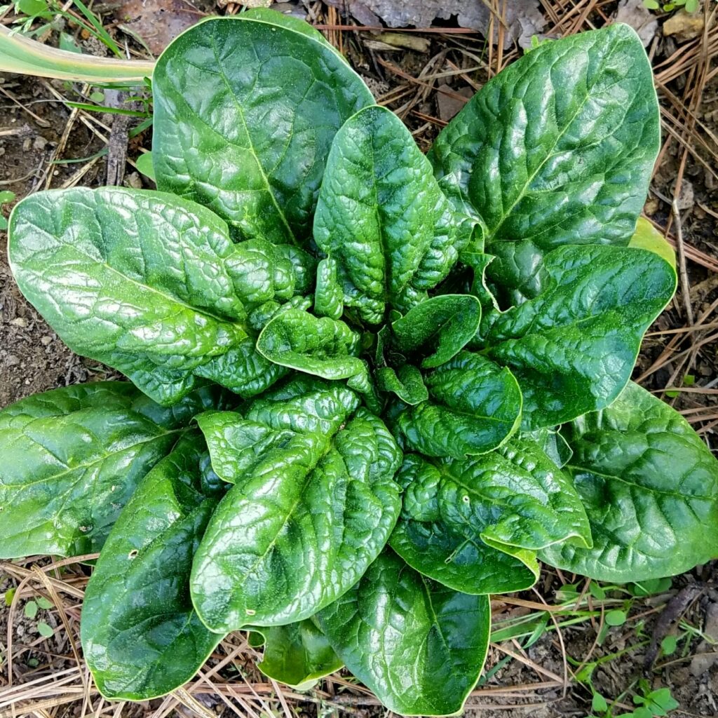worst crops for beginners - spinach