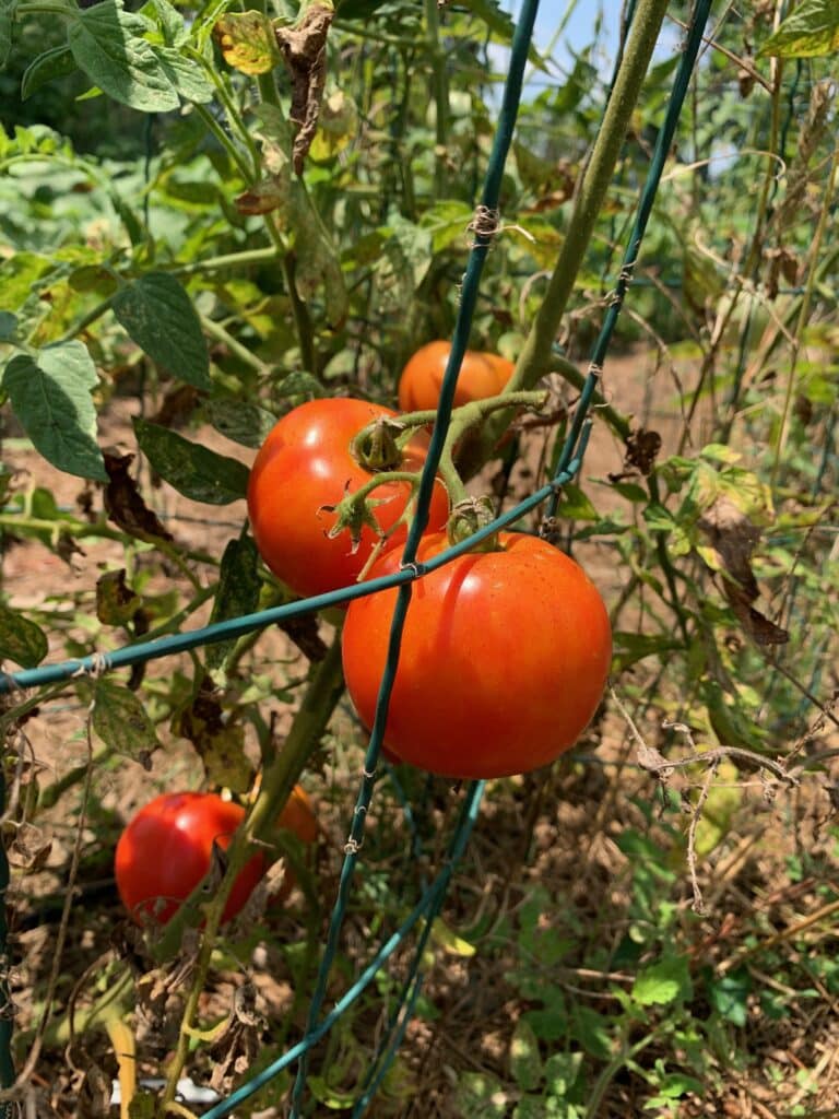 large tomatoes - worst crops for beginners