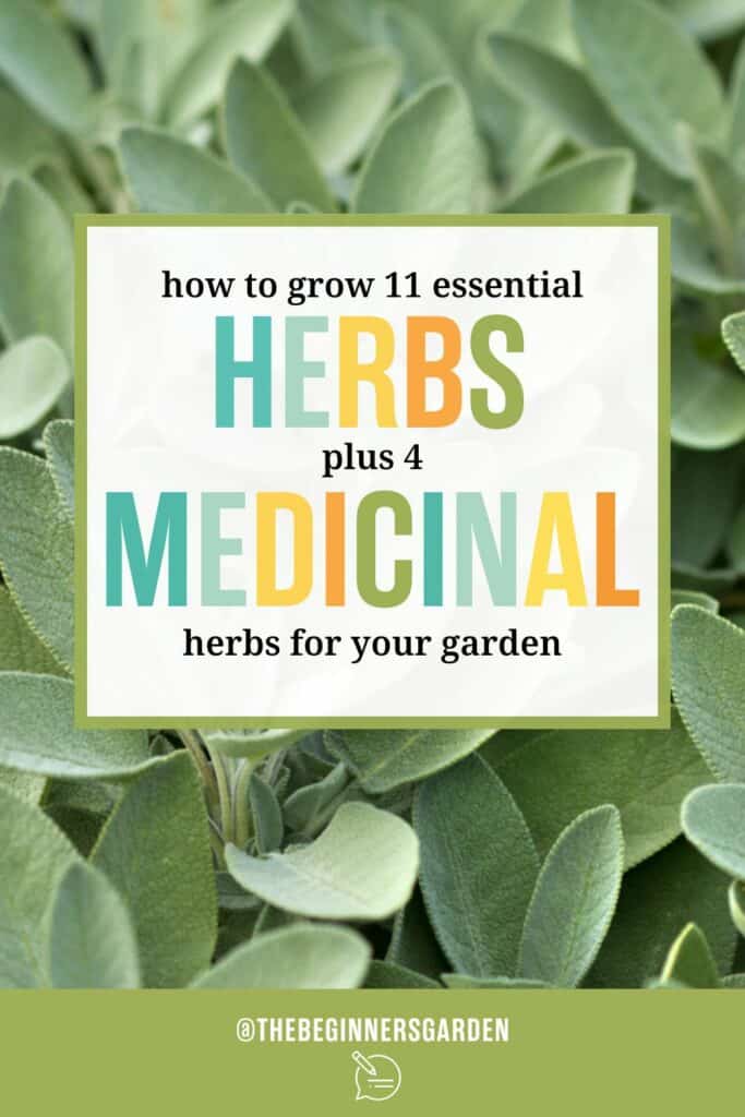 essential herbs