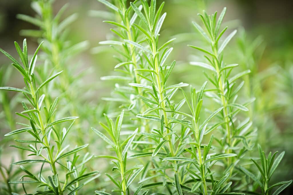 rosemary