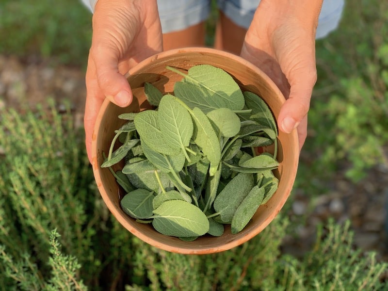 sage essential herb