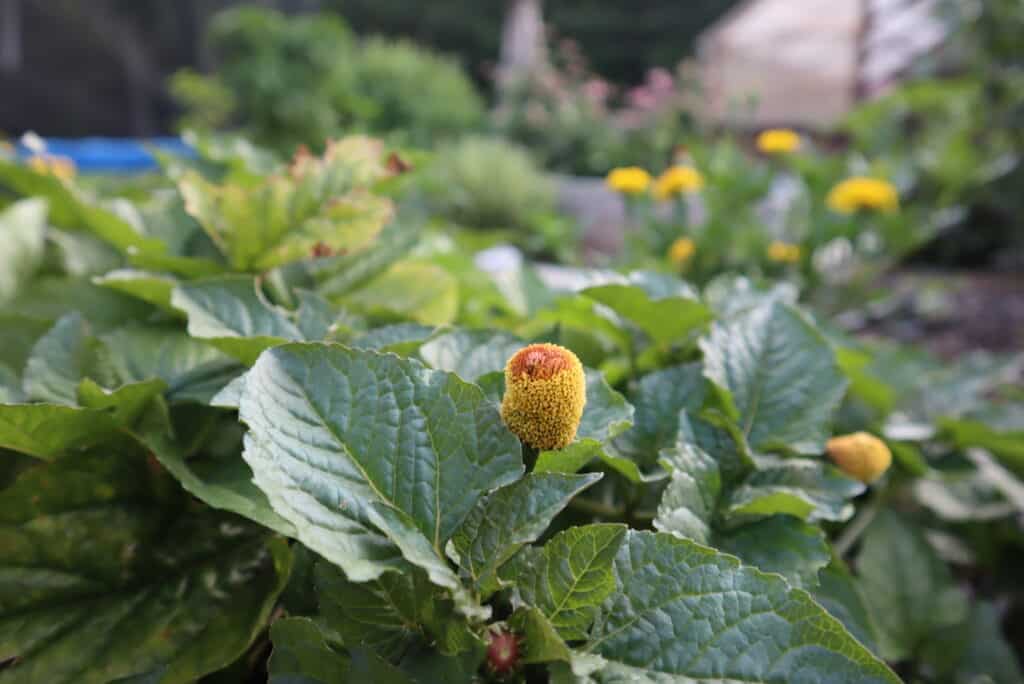 spilanthes herb