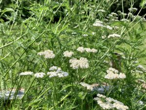 yarrow herb