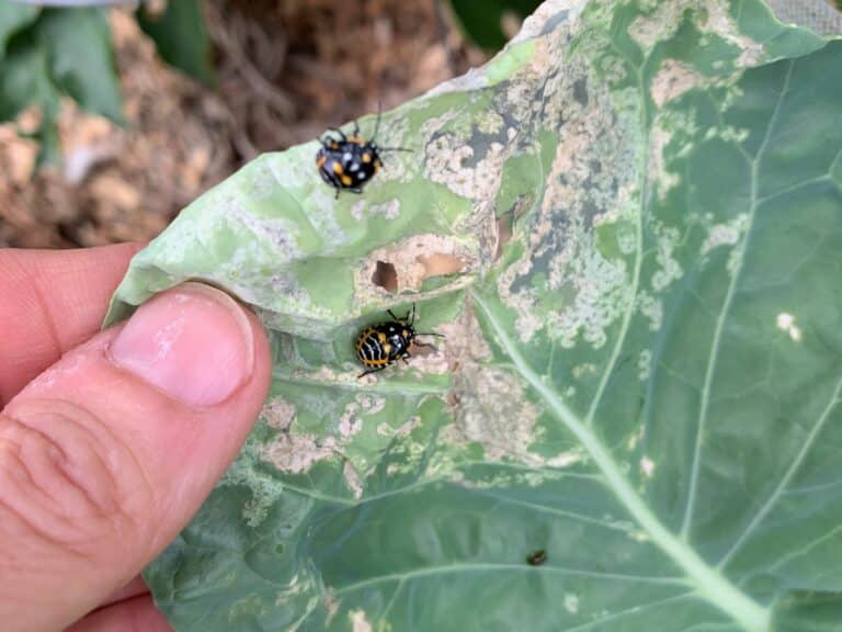 dealing with pests in an organic garden