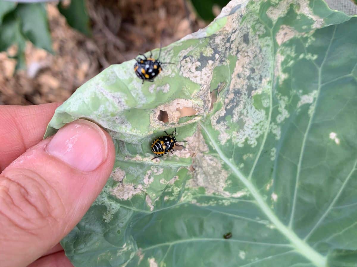 dealing with pests in an organic garden