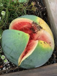 split watermelon