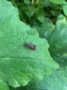 ogranic garden pests