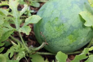 ripe watermelon