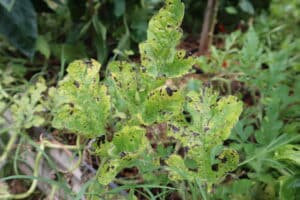 leaf disease