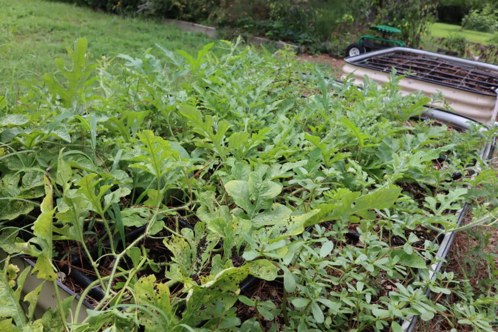 watermelon patch