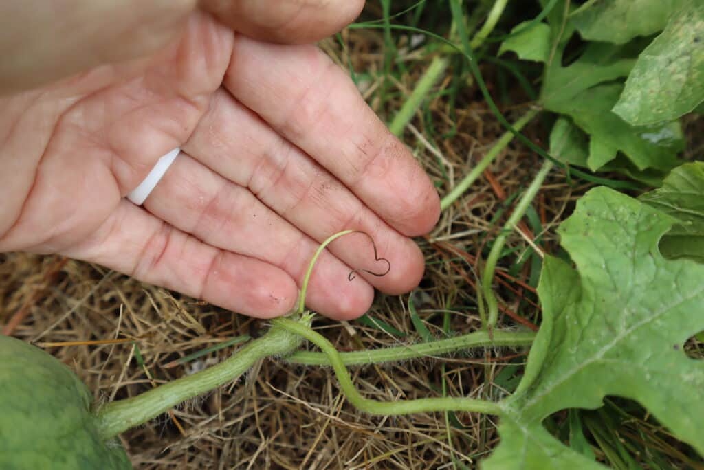 dry tendril