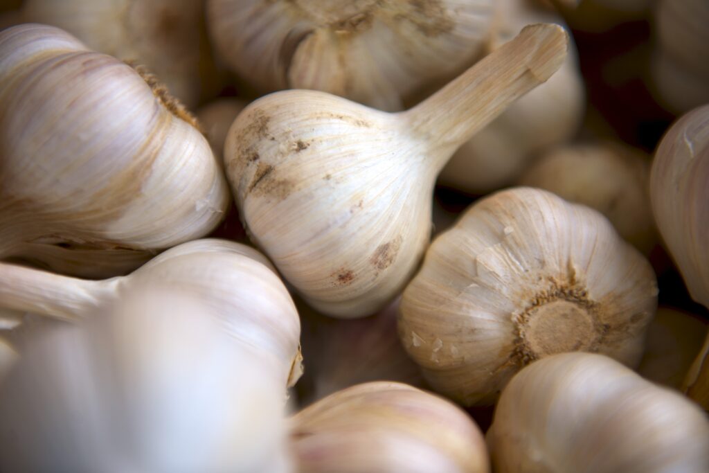 garlic harvest