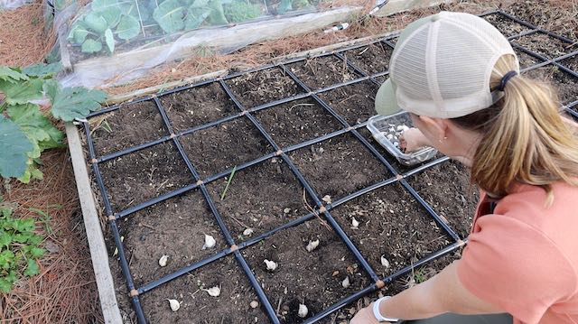 planting garlic