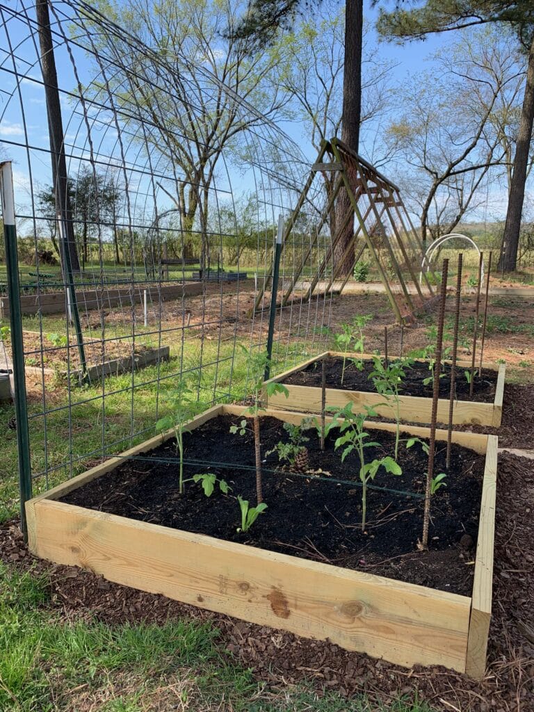 companion planting
