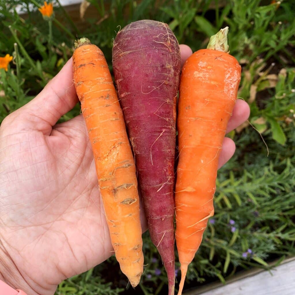 carrot variety