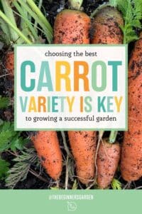 choosing the best carrot variety