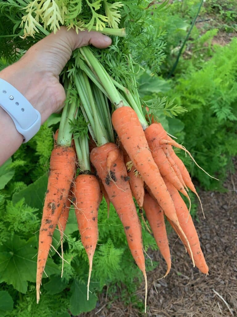 carrots