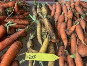 best carrot variety