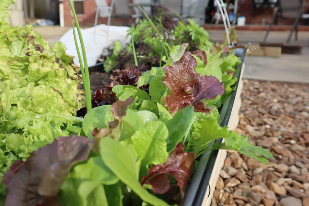 how to grow fall salad greens