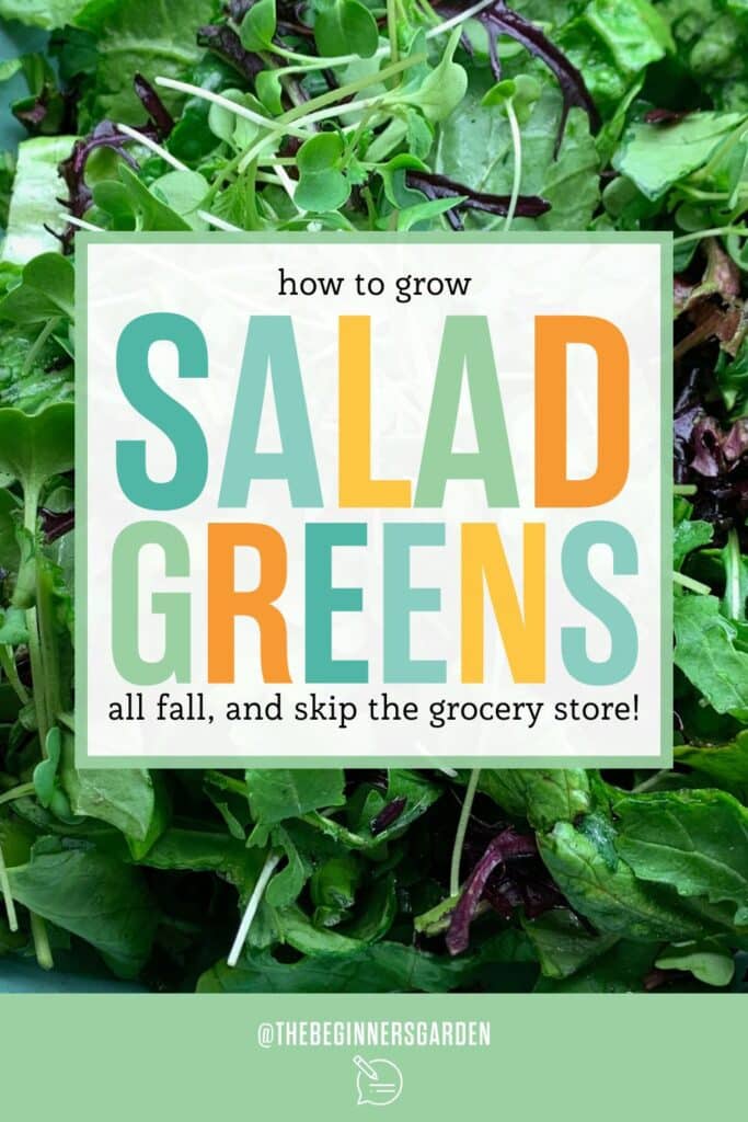 fall salad garden