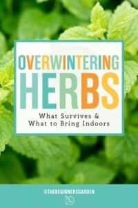 overwintering herbs