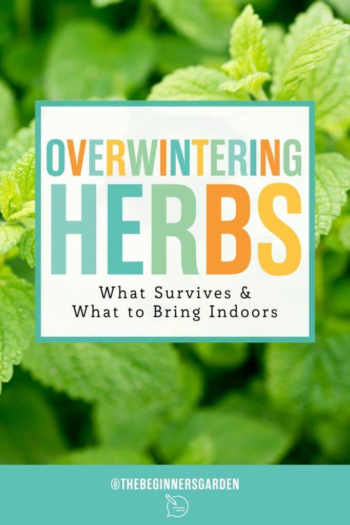 overwintering herbs