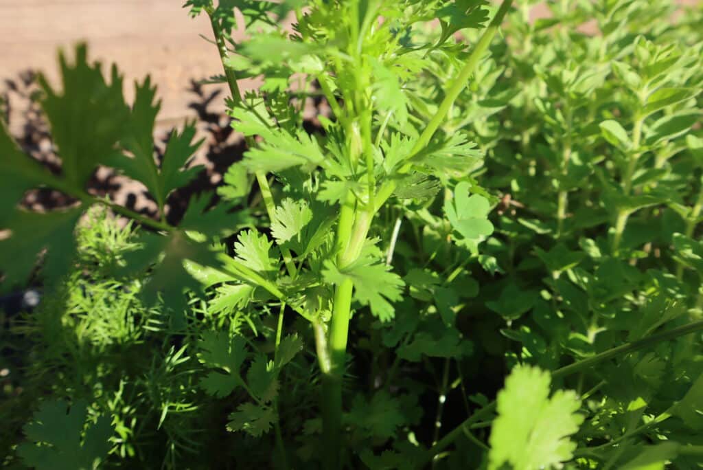 overwintering cilantro