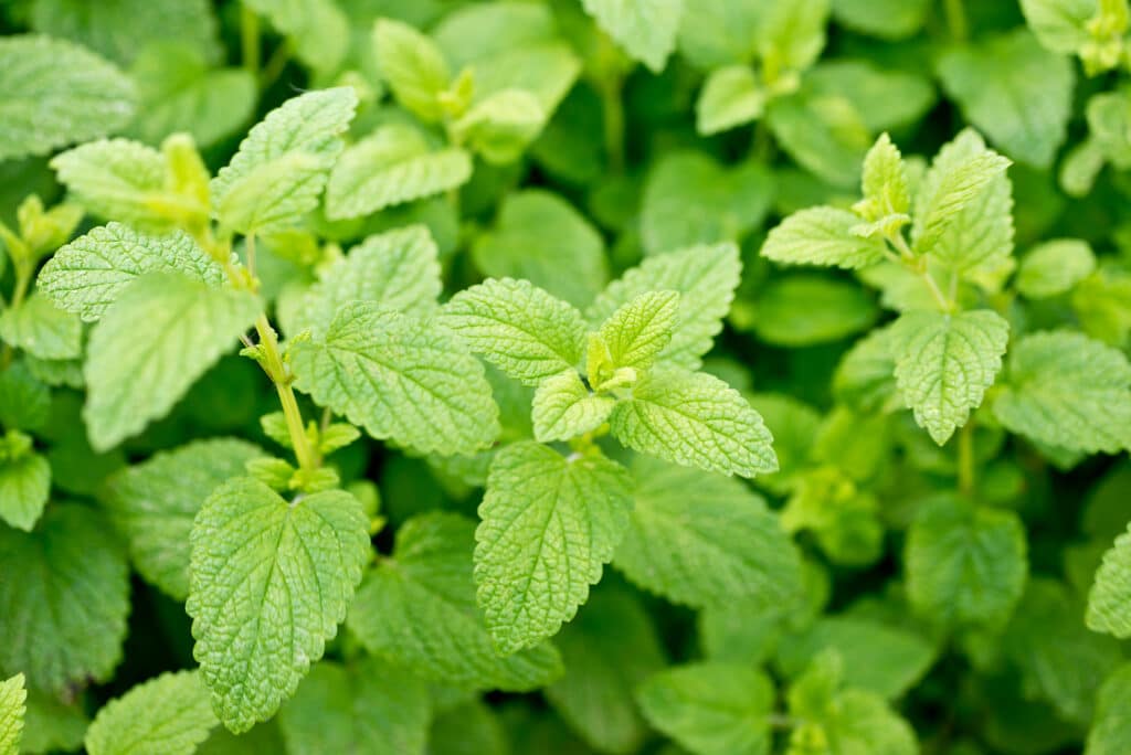 overwintering lemon balm herbs