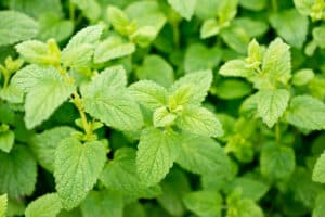 overwintering lemon balm herbs