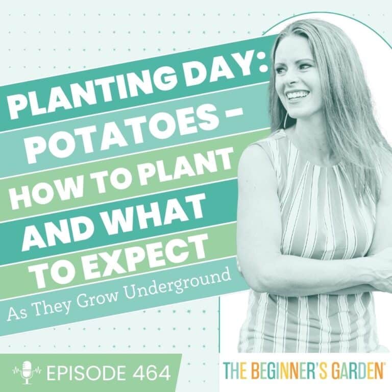 464 – Planting Day: Potatoes &ndash; how to plant and what to expect as they grow underground