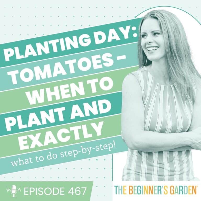 467 – Planting Day: Tomatoes &ndash; when to plant and exactly what to do step by step